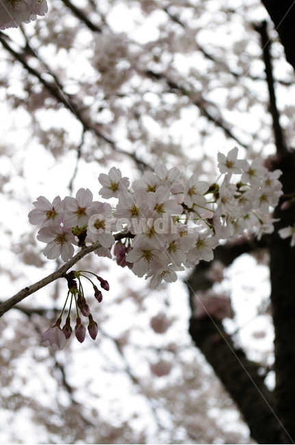 벚꽃,나무,꽃,봄,식물,flower,plant,봄,계절,spring,season,식물,자연,plants,nature,꽃,flower,blossom