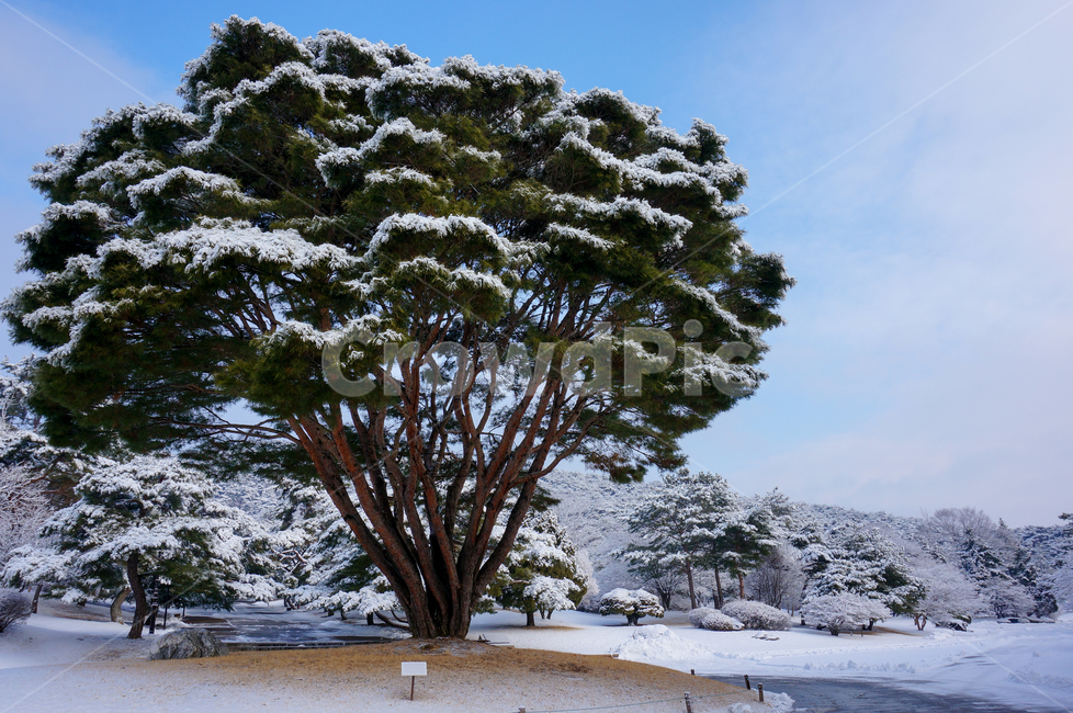 plant,식물,tree,나무,treetrunk,나무줄기,겨울,눈,ice,겨울풍경,겨울,계절,winter,season,나무,trees,wood
