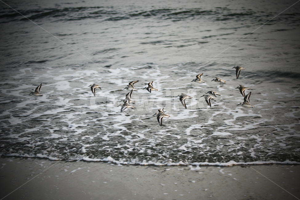 animal,동물,새,물,자연,바다,bird,flock,동물,animal,조류,새,birds