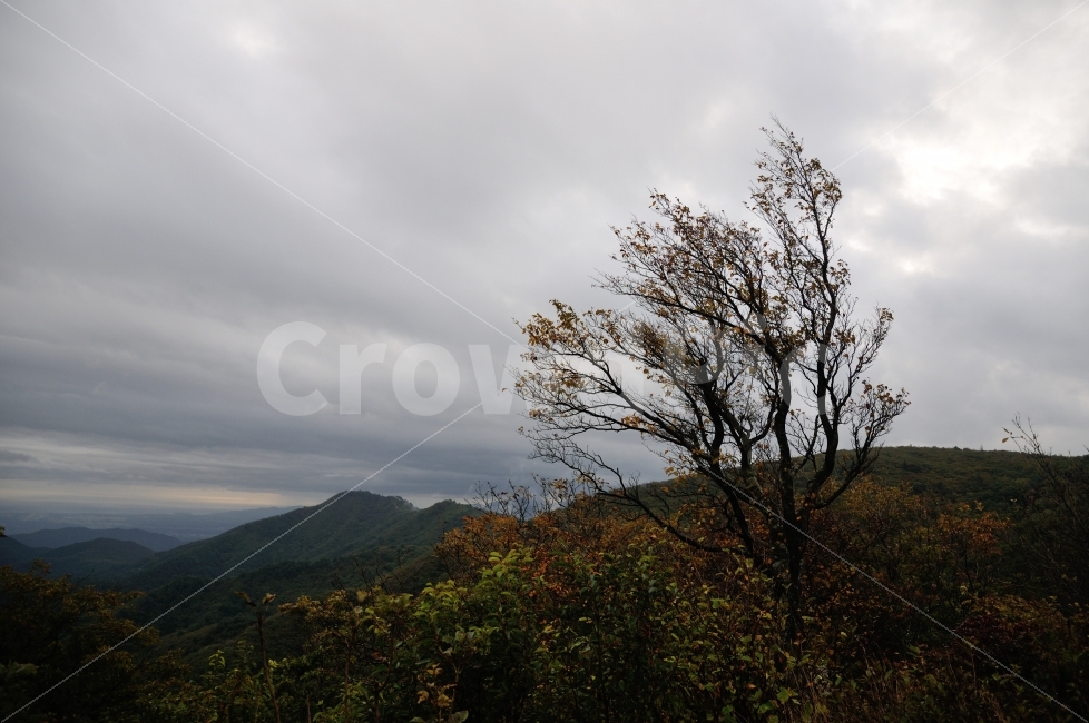 자연,풍경,나무,바람,구름,가을,계절,fall,autumn,season,자연,풍경,nature,landscape,한국자연풍경,한국자연경관,korea nature landscape,식물,plants,나무,trees,wood,outdoors,옥외