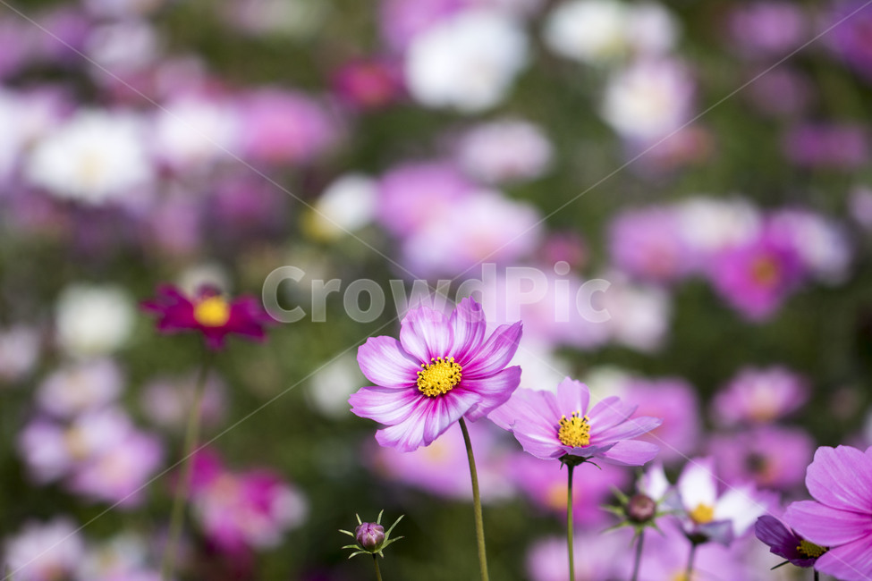 코스모스,가을,꽃,꽃밭,식물,가을,계절,fall,autumn,season,식물,자연,plants,nature,꽃,flower,plant,blossom,geranium,제라늄