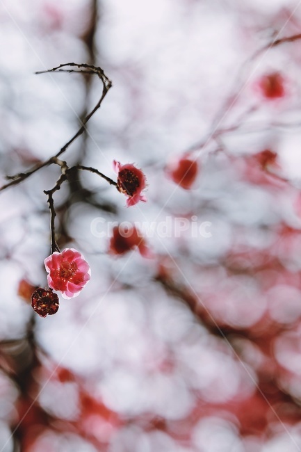홍매화,매화,꽃,apricotflower,pinkflower,봄,계절,spring,season,식물,자연,plants,nature,꽃,flower,plant