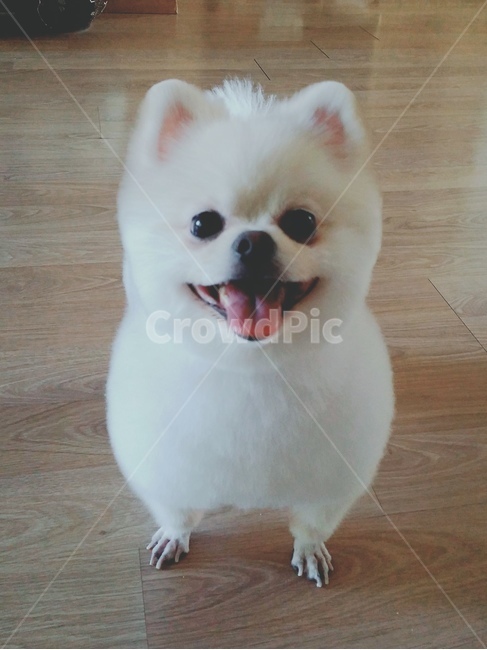 강아지,포메라니안,애견미용,동물,포메라니안미용,반려동물,댕댕이,귀여운,혓바닥,puppy,dog,cute