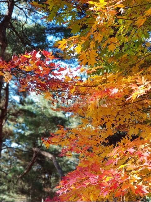 단풍,단풍나무,청남대단풍,가을단풍,단풍잎,가을,낙엽,단풍낙엽,빨간단풍,노란단풍