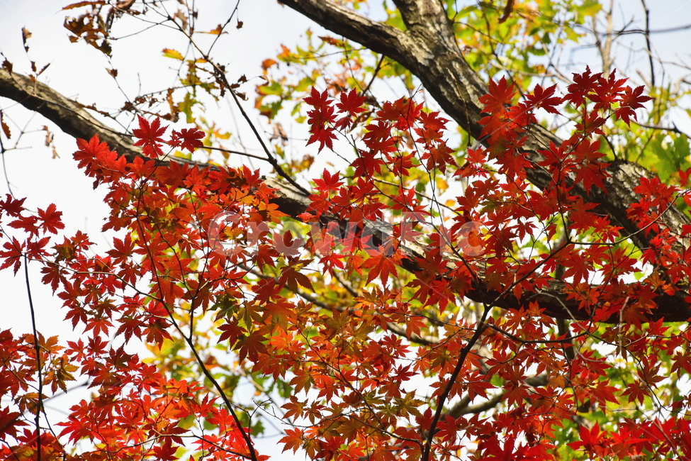 가을,단풍,자연,풍경,북한산,잎,단풍잎,붉은,나무,계절,계곡,숲,힐링,plant,fall,autumn,season,forestnature,landscape,한국자연풍경,한국자연경관,korea,tree,maple,leaf,가을,계절,fall,autumn,season,자연,풍경,nature,landscape,식물,plants,나무,trees,wood