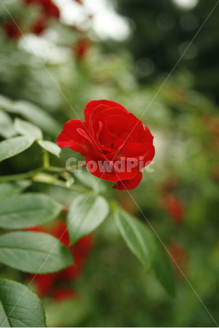 장미,식물,flower,plants,nature,꽃,꽃봉오리,붉은색,레드,식물,자연,plants,nature,꽃,flower