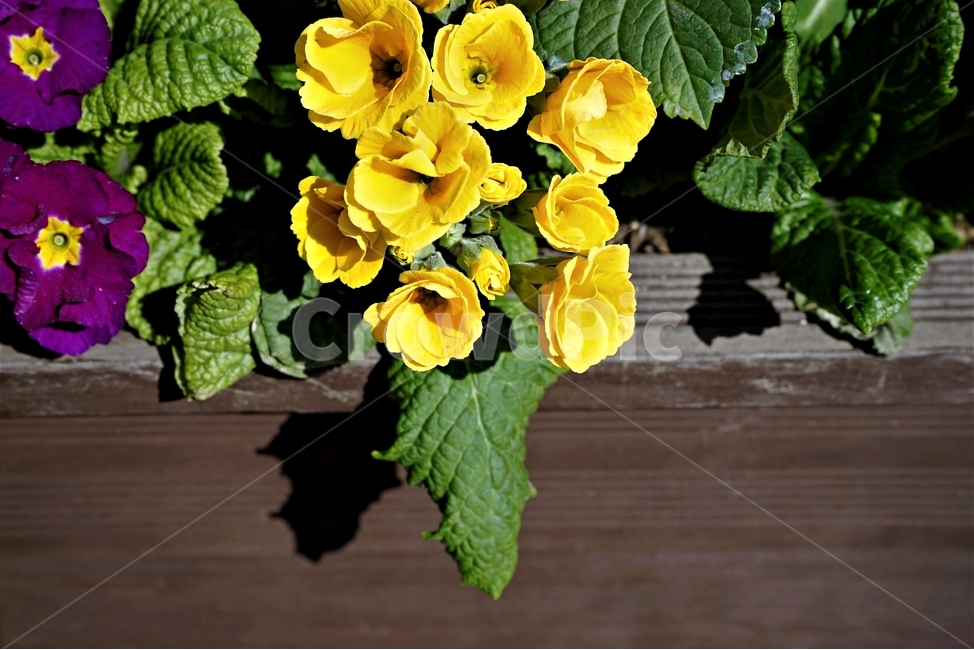 봄,정원,가드닝,원예,원예식물,화려,식물,꽃,garden,scent,healing,bloom,colorful,floral,flower,gardenflowers,happymind,life,nature,plant,spring