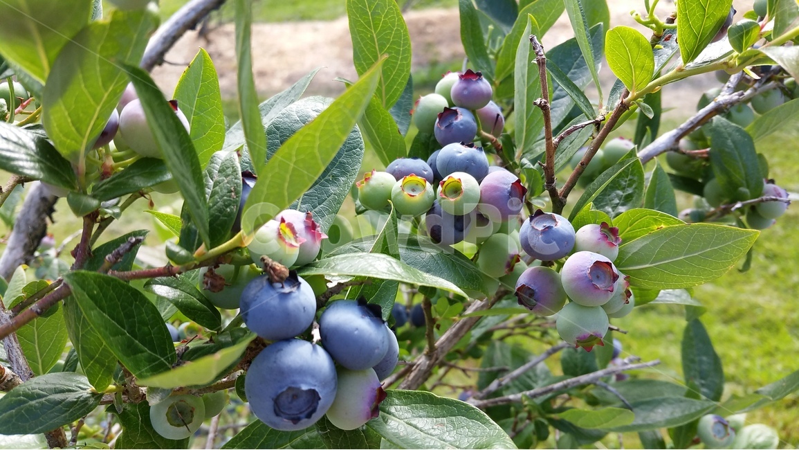 블루베리,식물,나무,자연,열매,식물,자연,plants,nature,과일,열매,fruit