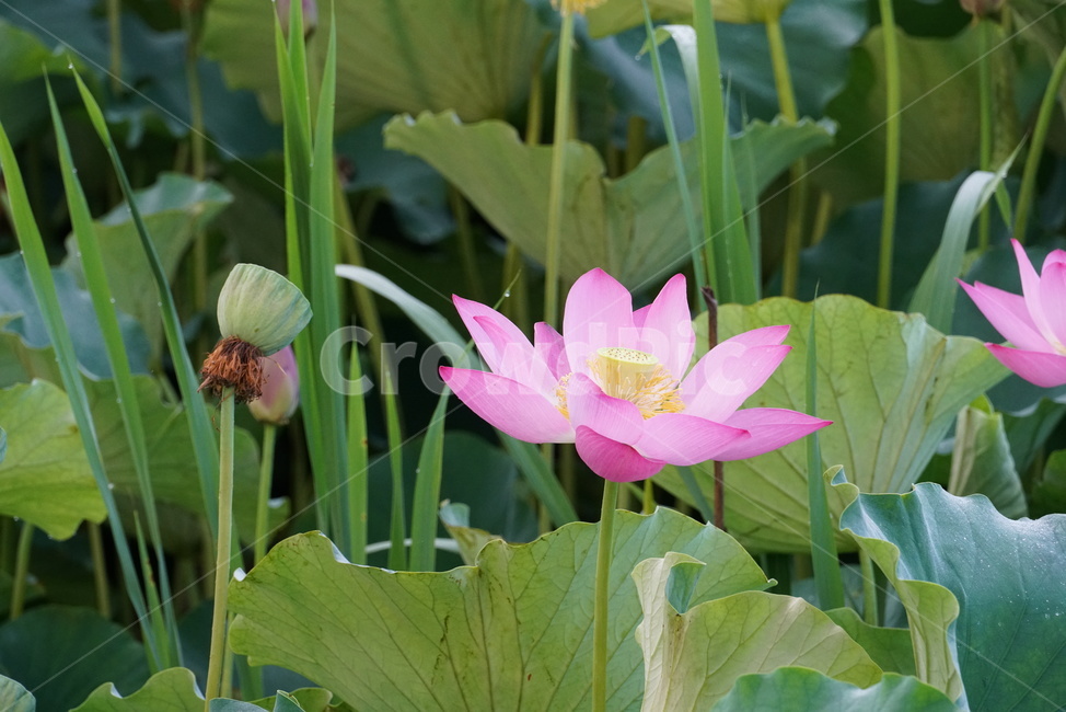 연꽃,lotus,수생식물,식물,연못,수련