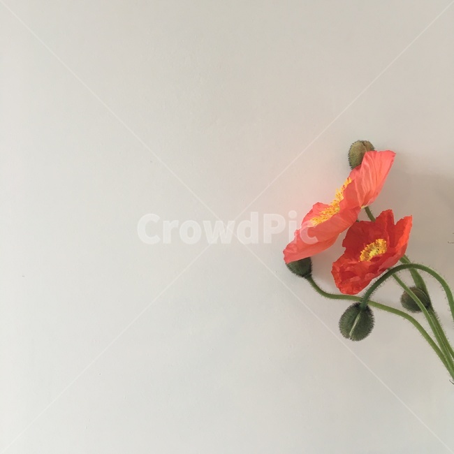 양귀비,양귀비꽃,벽,식물,꽃,flower,blossom,plant