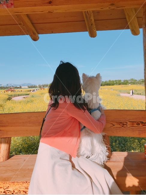 유채꽃,반려견,데이트,산책,행복