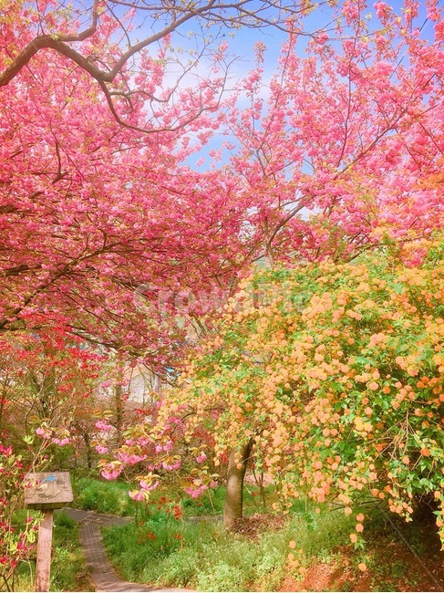 plant,식물,봄,벚꽃,꽃,정원,garden,나무,숲,식물,자연,plants,nature,꽃,flower