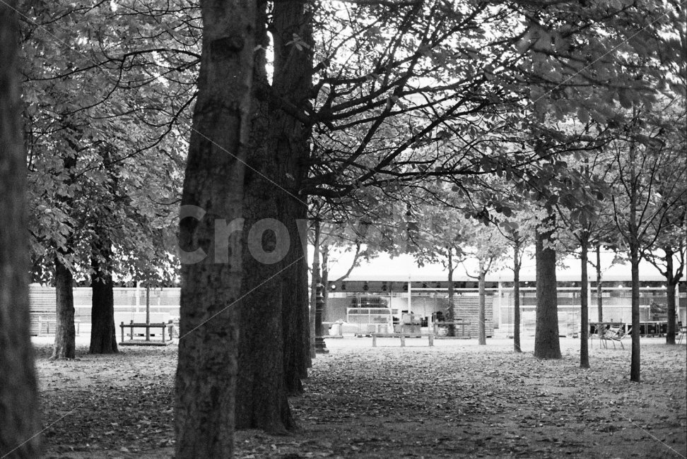 프랑스,파리,필름,아날로그,공원,자연,풍경,nature,landscape,흑백,모노톤,monochrome,black and white,tree,나무,plant,식물,tree trunk,나무 줄기