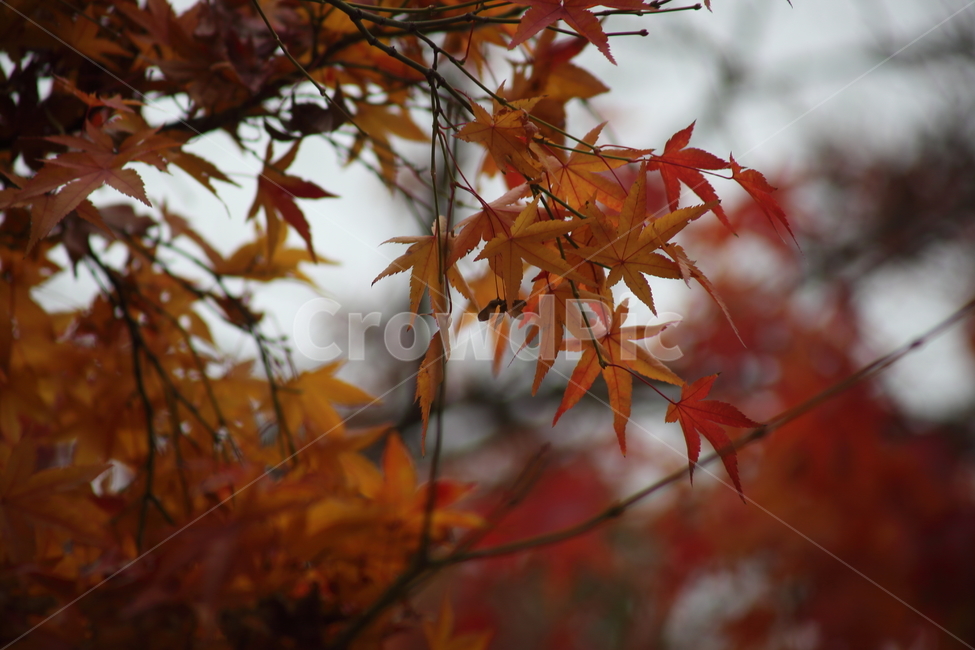 단풍,단풍나무,엽록소,가을,redleaves,가을,계절,fall,autumn,season,식물,자연,plants,nature,plant,leaf,잎,tree,나무