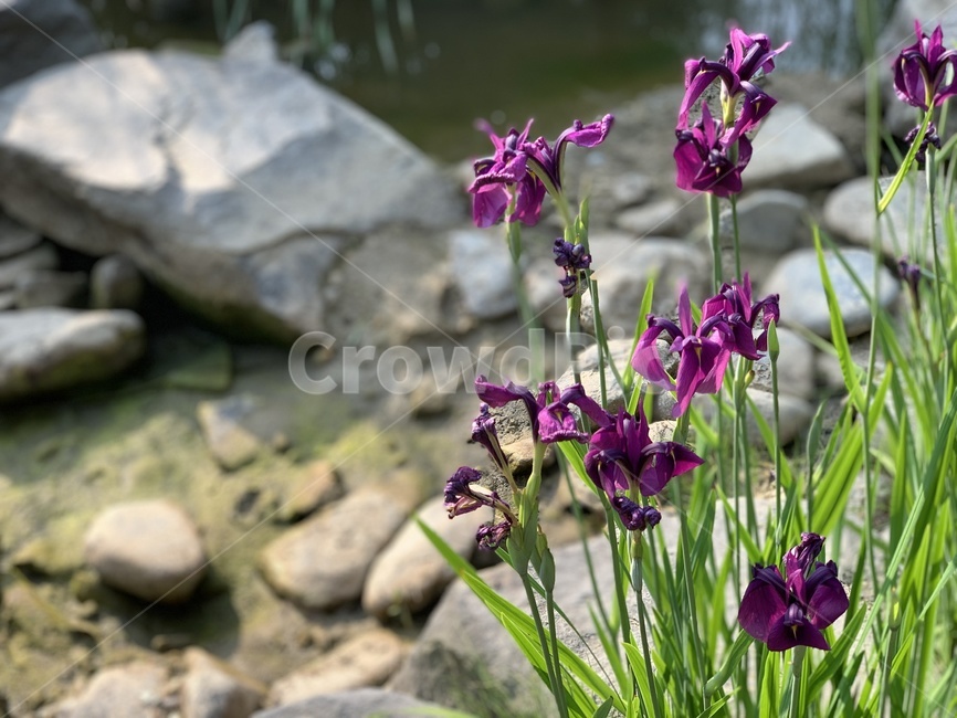 flower,꽃,식물,plant,연못,pond,nature,자연,blossom,iris,아이리스