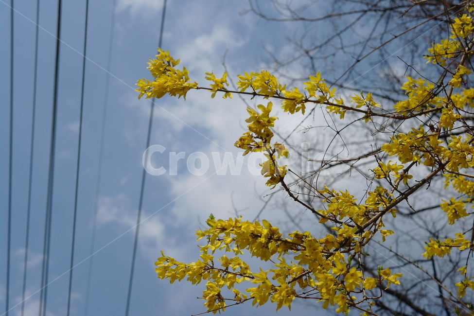 개나리,봄,꽃,자연,풍경,봄,계절,spring,season,식물,자연,plants,nature,꽃,flower,plant