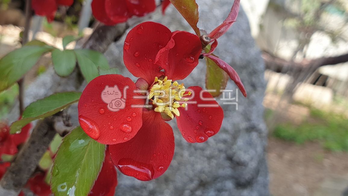 anther,tobesimple,dropofwater,simple,eudicots,rosaceae,red,spring,beautiful,bloom,leaves,season,rosales,faint,pistil,flowers,natural,filament,lofty,light,gorgeous,noble,style,stigma,color,waterdrop,bright,yellow,vegetation,sentimental,summer,rustic,chaeno