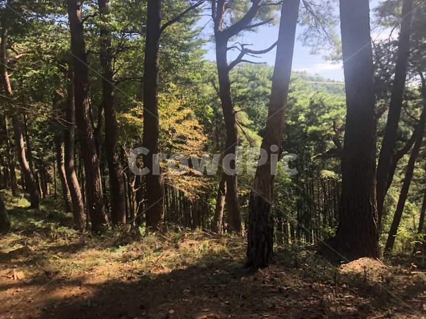 자연,나무,식물,tree,nature,자연,풍경,nature,landscape