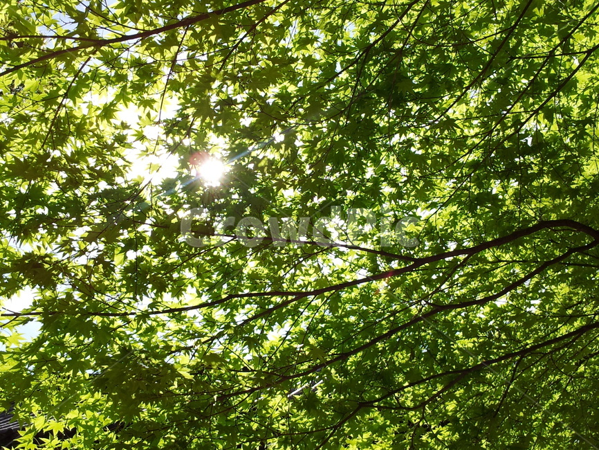 봄,햇살,새잎,나무,찬란한,spring,배경,연두빛,green,계절,자연,sunshine