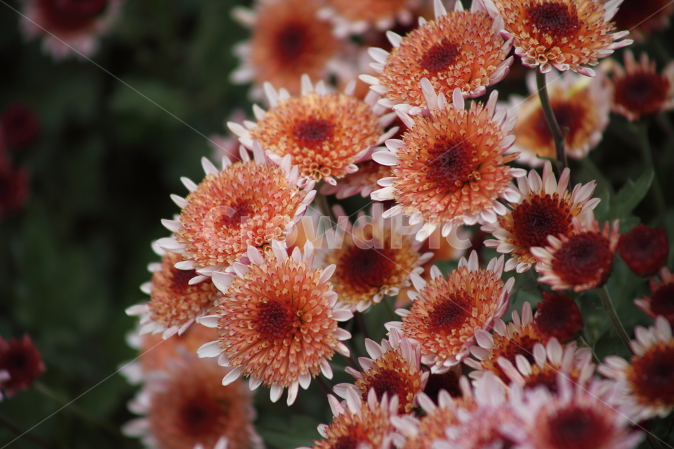 국화,식물,꽃,가을꽃,chrysanthemum,식물,자연,plants,nature,꽃,flower