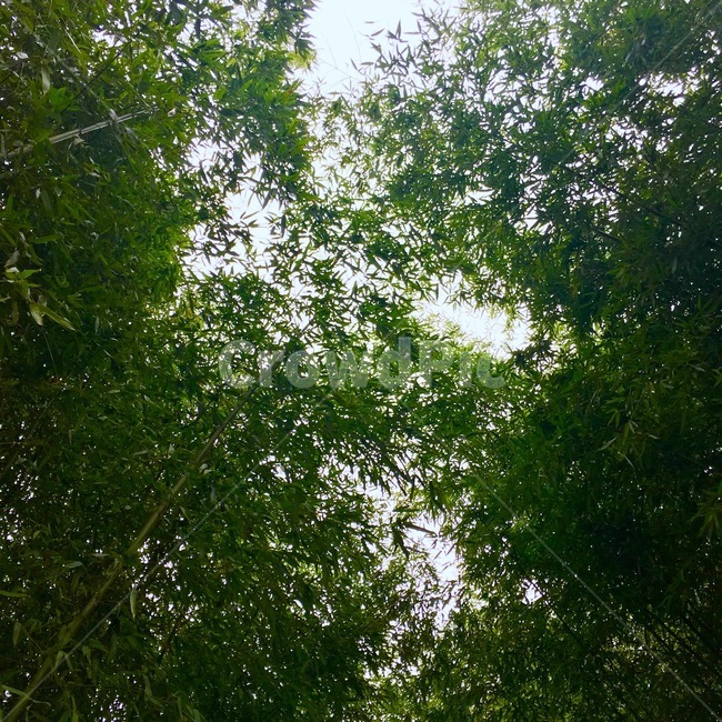 대나무,여름,대나무숲,숲속,하늘