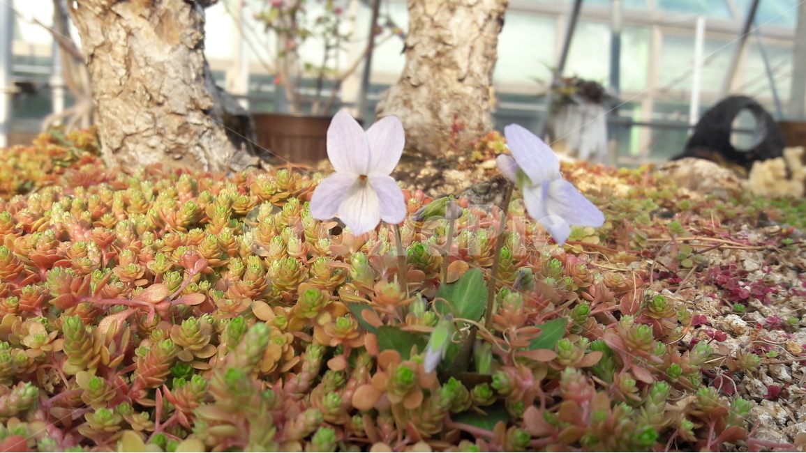 봄,안산,수목원,꽃,아름다움,식물,자연,plants,nature,꽃,flower