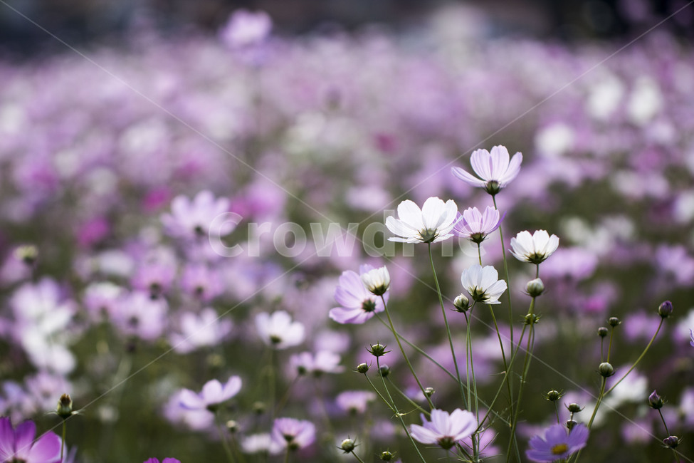 코스모스,꽃,꽃밭,식물,가을,가을,계절,fall,autumn,season,식물,자연,plants,nature,꽃,flower,plant,geranium,제라늄,blossom,petal,꽃잎