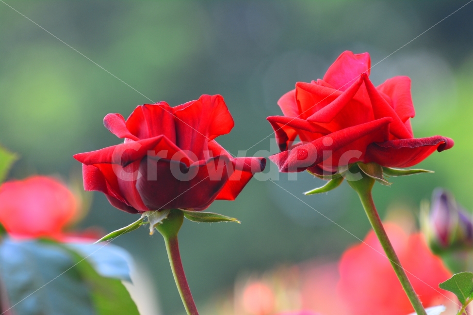 장미,로즈,rose,꽃,플라워,flowers,fashion,시안,디자인,디자이너,출판,편집,책자,서적,사보,카다로그,콘텐츠,장미원,가든,정원,장미축제,garden,북,리플렛,브로셔,컨셉,콘셉,컨셉트,모바일,팝업,전단,광고,색감,칼라풀,아름다운,뷰티풀,beautiful,여왕,화려한,향기,화장품,여성,향수,sns,ebook,웹,마케팅,마켓팅,5월,계절,시즌,season,로맨스,낭만,장식,데코레이션,디스플레이,display,식물,자연,plants,nature,꽃,flower