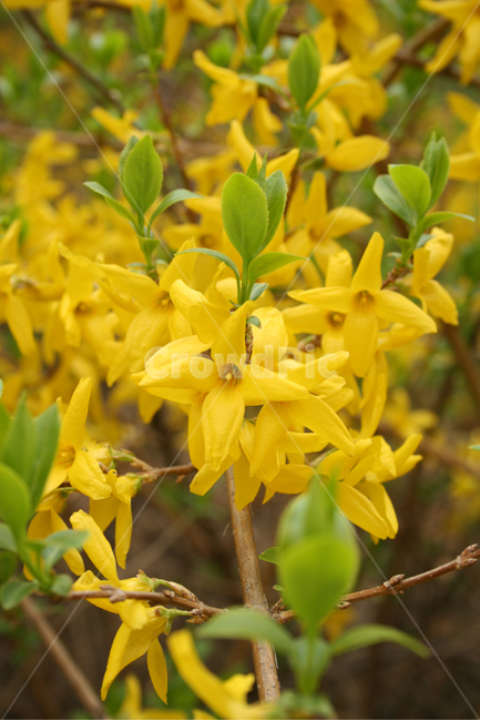 개나리,봄,봄날,감성,spring,flower,공원,풍경,식물,새싹,잎,초록,꽃,노란색,봄,계절,spring,season,식물,자연,plants,nature,꽃,flower,plant