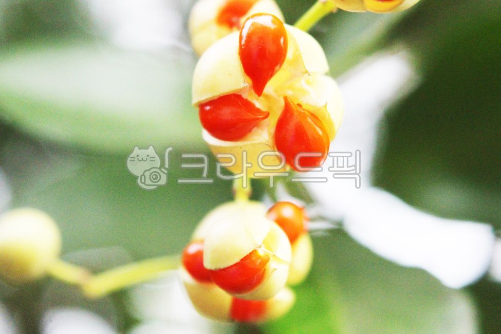 식물,열매,사철나무,사철나무열매,관상수,plant,flower