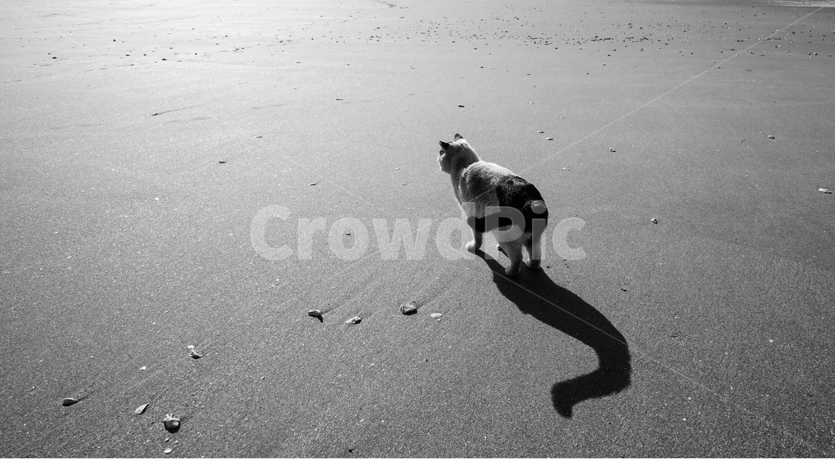 고양이,바닷가,냥이,그림자,들고양이,용유해변,해변,바다,beach,sea,동물,animal,포유류,mammal,고양이,cat,kitten,kitty,흑백,모노톤,monochrome,black and white