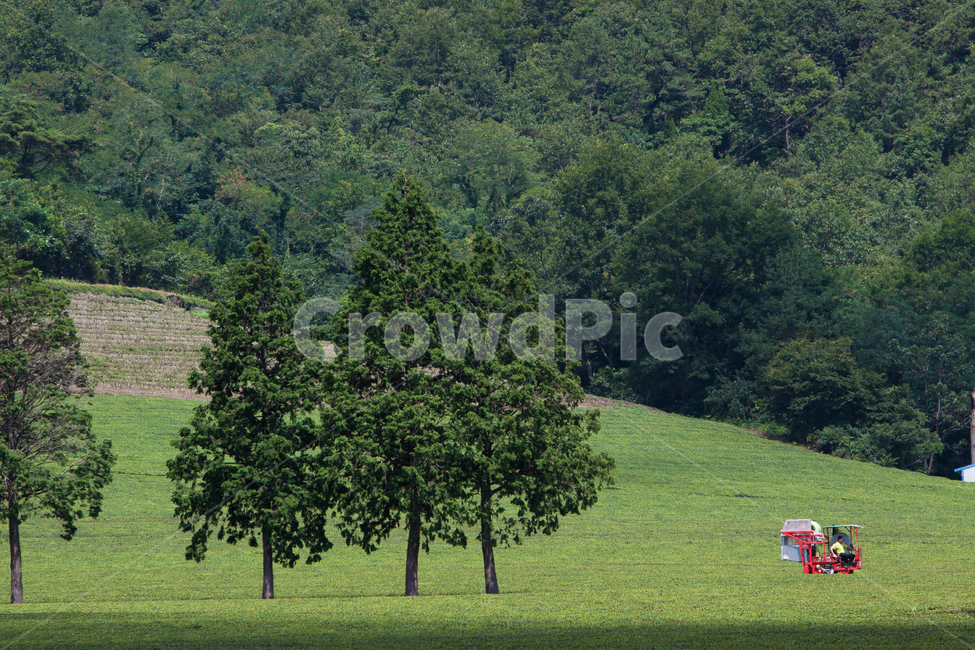 들,잔디,field,녹차밭,풍경,자연,녹색,자연,풍경,nature,landscape