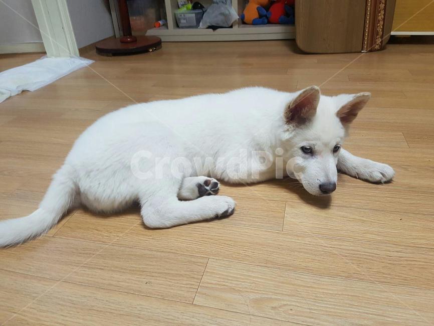 풍산개,흰강아지,애완동물,dog,애완견,강아지