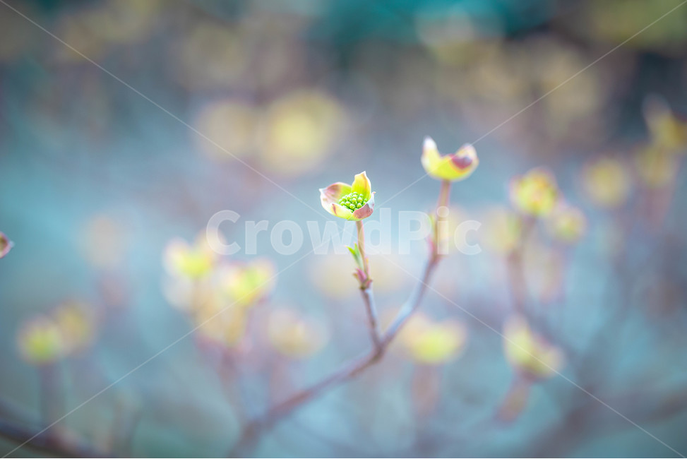 plant,식물,새싹,봄,자연