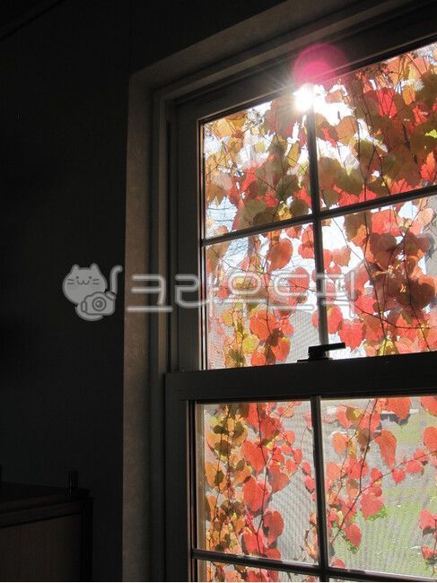 glass,nature,tree,lattice window,ivy,plant,window,by the window,vine,Maple