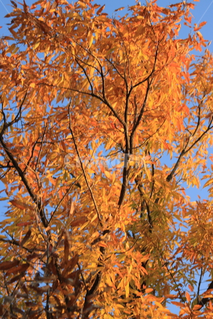 참나무,tree,나무,maple,단풍,plant,leaf,잎,가을,가을,계절,fall,autumn,season,식물