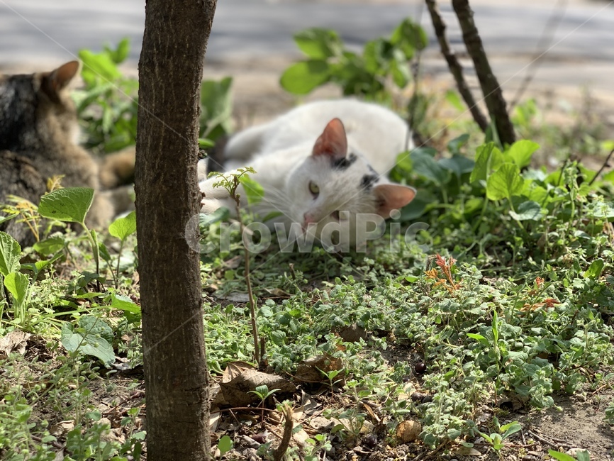 고양이,길고양이,길냥이,풀숲,여유,동물,animal,포유류,mammal,고양이,cat,kitten,kitty