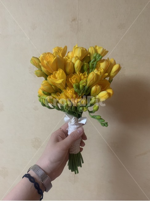 plant,식물,flower,꽃,선물,기쁨,여자친구,사랑,감사,안개꽃,말리기쉬운꽃,마음,고백,꽃다발,꽃선물,프로포즈,프로포즈선물,생일선물,여자친구선물,고백선물,프리지아,미니부케,부케,신부부케,프리지아부케,꽃,flower
