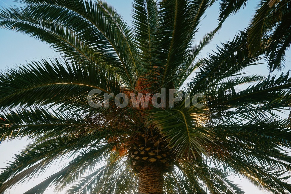 arecaceae,야자수,tree,나무,palmtree,plant,식물