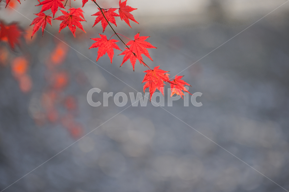 초겨울,늦가을,단풍,계절,자연,가을,계절,fall,autumn,season,leaf,잎,plant,식물,tree,나무