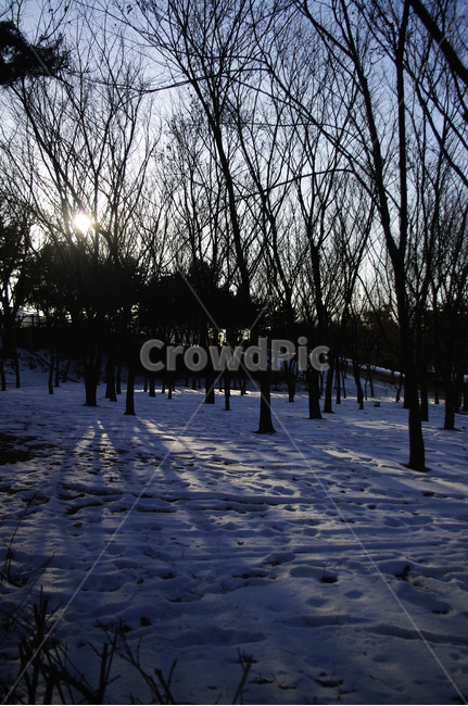 숲,나무,식물,plant,자연,nature,겨울,winter,풍경,설경,눈,겨울,계절,winter,season,자연,풍경,nature,landscape,tree