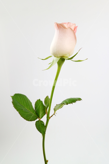 장미,장미꽃,분홍꽃,분홍장미,꽃송이,꽃봉오리,백그라운드,식물,자연,계절,봄,꽃,배경,배경이미지,내추럴,flower,nature,flora,background,핑크,분홍,pink,꽃,flower