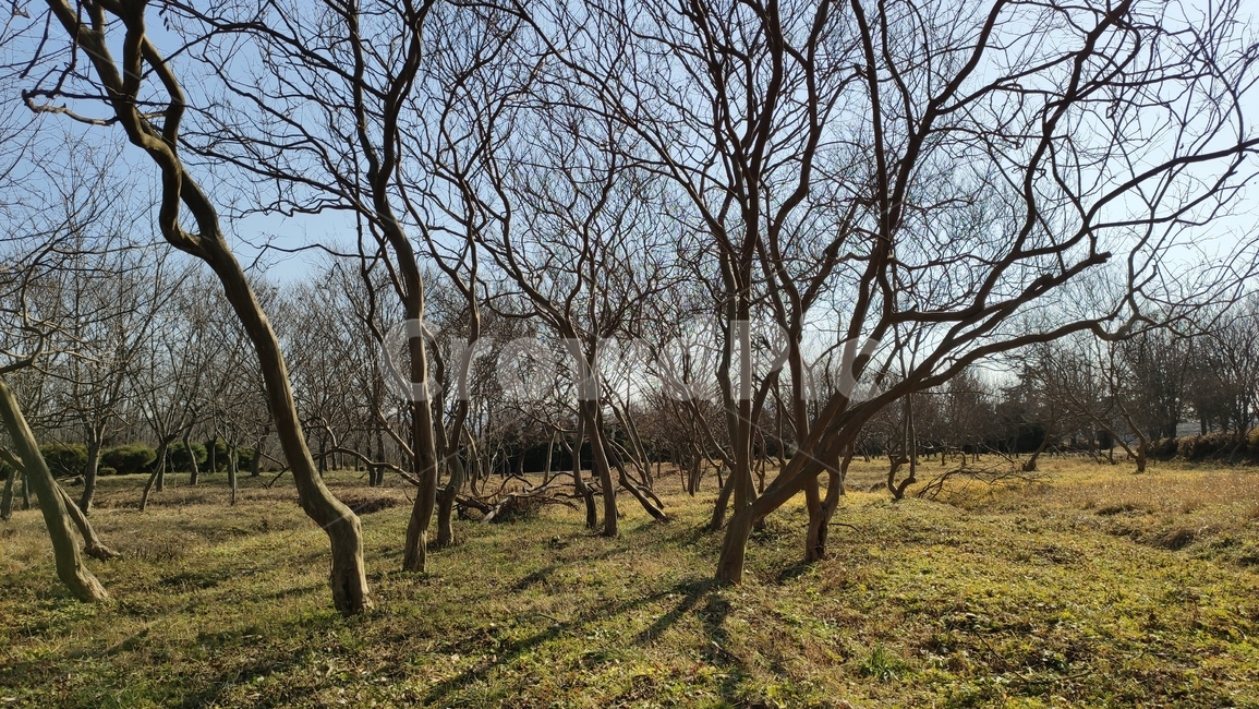 정원수,tree,나무,treetrunk,나무줄기,plant,식물,식물,자연,plants,nature,나무,trees,wood
