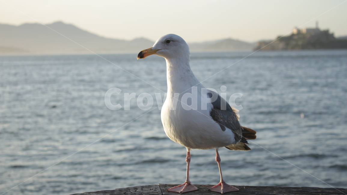바다,해변,갈매기,새,부두,측광,자연,동물,animal,조류,새,birds