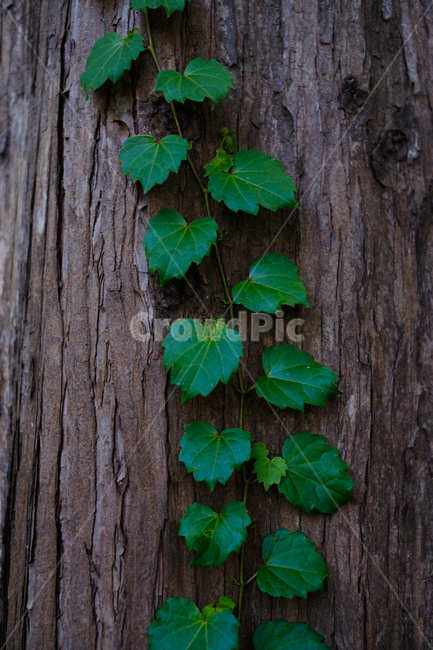 나무,담쟁이덩굴,초록,공생,식물,자연,tree,green,plant,nature,ivy