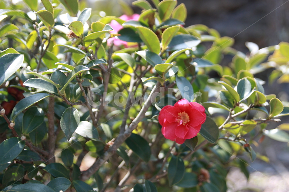 plant,식물,flower,꽃잎,blossom,camellia,동백,동백꽃,식물,자연,plants,nature,꽃,flower