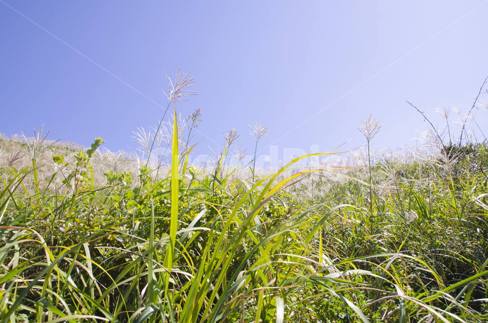제주,갈대,갈대밭,하늘,자연,풍경,자연풍경,자연,풍경,nature,landscape,plant,식물