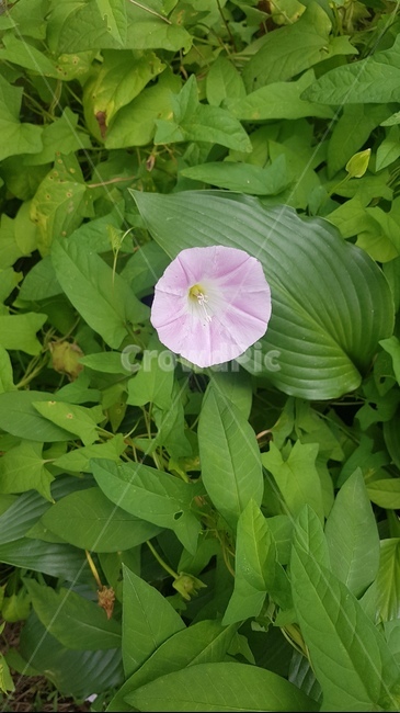 메꽃,다년생,덩굴식물,꽃,약재