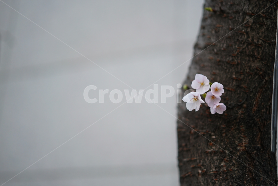 꽃,벚꽃,봄,계절,플라워,화이트,흰색,하얀색,생물,감성,느낌,식물,flower,spring,white,봄,계절,spring,season,식물,자연,plants,nature,꽃,flower,plant