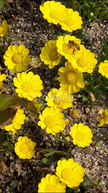 일산호수공원,꽃,벌,향기,노랑색,식물,자연,plants,nature,꽃,flower,동물,animal,곤충,벌레,insect,bug